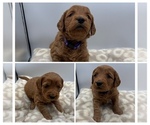 Puppy DarkViolet Girl Goldendoodle mix (+ Poodle Miniature)