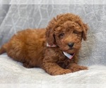 Small Photo #14 Goldendoodle (Miniature) Puppy For Sale in LAKELAND, FL, USA
