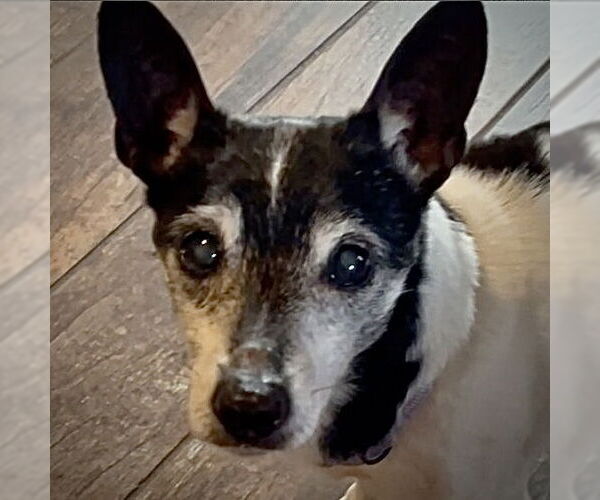 Medium Photo #3 Rat Terrier Puppy For Sale in Atlanta, GA, USA