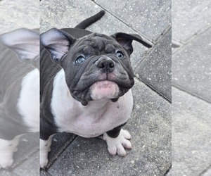 American Bully Puppy for sale in NORTH PORT, FL, USA