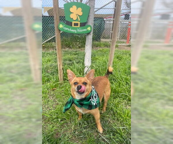 Medium Photo #1 Chihuahua-Unknown Mix Puppy For Sale in Ventura, CA, USA