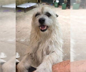 Mutt Dogs for adoption in Boonton, NJ, USA