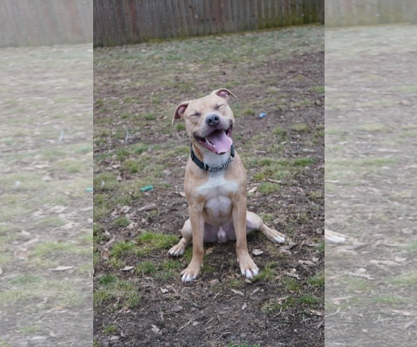 Medium Photo #6 American Pit Bull Terrier-Unknown Mix Puppy For Sale in Germantown, OH, USA