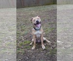 Small #5 American Pit Bull Terrier Mix