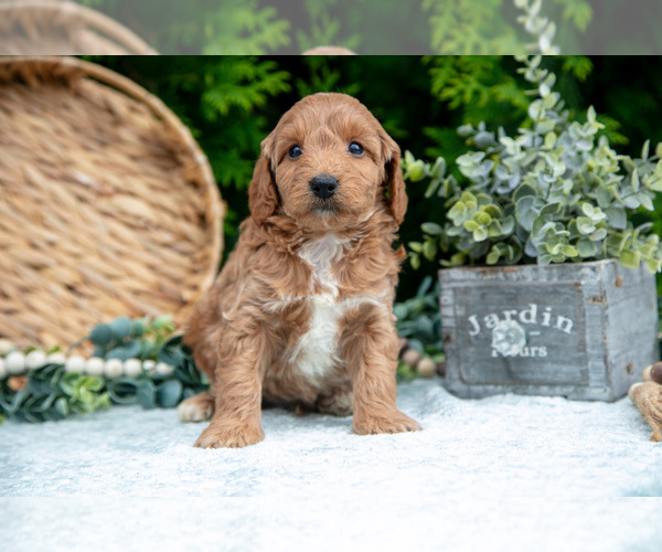 Medium Photo #18 Cavapoo Puppy For Sale in KIRKWOOD, PA, USA