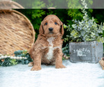 Small Photo #18 Cavapoo Puppy For Sale in KIRKWOOD, PA, USA