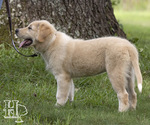 Small Photo #3 Golden Pyrenees Puppy For Sale in ELLENBORO, NC, USA