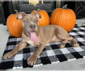 Olde English Bulldogge Puppy for sale in FRANKLIN, IN, USA