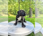 Small Photo #14 Cane Corso Puppy For Sale in MAGNOLIA, TX, USA