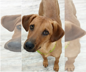 Professor Red - Male Labrador Retriever-Unknown Mix Dog for Adoption - Photo #4