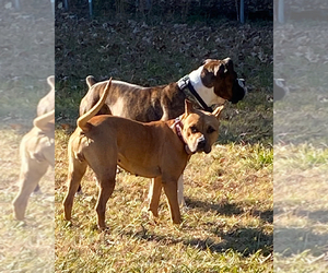 Mother of the American Staffordshire Terrier-Boxer Mix puppies born on 03/08/2024