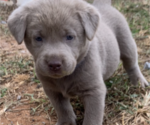 Small Photo #5 Labrador Retriever Puppy For Sale in WETUMPKA, AL, USA