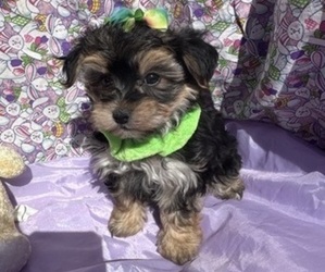 Morkie Puppy for sale in LANCASTER, MO, USA
