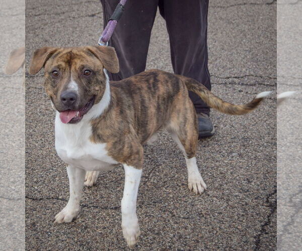 Medium Photo #4 American Staffordshire Terrier-Boxer Mix Puppy For Sale in Huntley, IL, USA