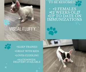 French Bulldog Litter for sale in STOCKTON, CA, USA