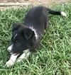 Small Photo #1 Border Collie Puppy For Sale in JACKSON, KY, USA