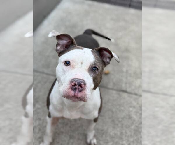 Medium Photo #7 American Pit Bull Terrier-Unknown Mix Puppy For Sale in Crete, IL, USA