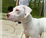 Small #5 Boxer-Coonhound Mix