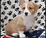 Small #2 Pembroke Welsh Corgi