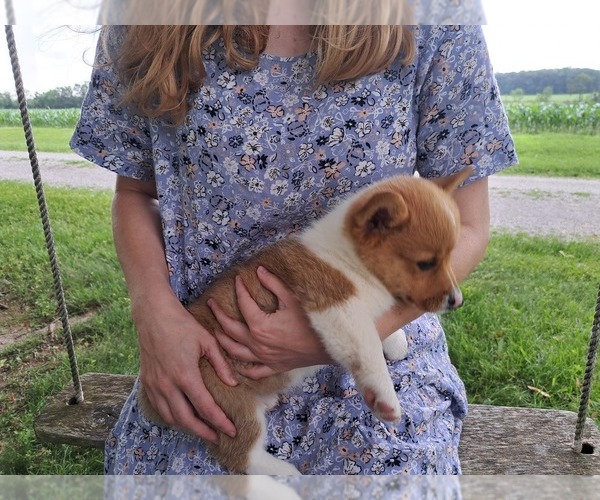 Medium Photo #6 Pembroke Welsh Corgi Puppy For Sale in SHILOH, OH, USA