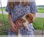 Small #5 Pembroke Welsh Corgi