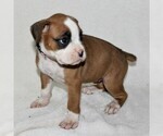 Small Photo #5 Boxer Puppy For Sale in SINKING SPRING, PA, USA