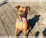 Small #1 German Shepherd Dog Mix