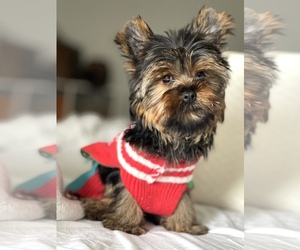 Yorkshire Terrier Puppy for Sale in CORAL SPRINGS, Florida USA