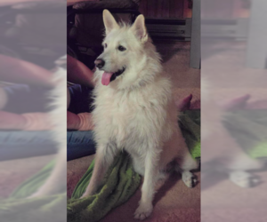 Polar - Male Mutt Dog for Adoption - Photo #5