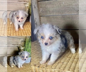 Miniature Australian Shepherd Puppy for sale in LAKE BUTLER, FL, USA