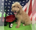 Small Photo #30 English Cream Golden Retriever-Poodle (Standard) Mix Puppy For Sale in DEARBORN, MO, USA