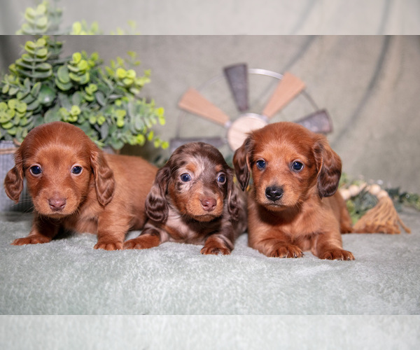 Medium Photo #1 Dachshund Puppy For Sale in NAPPANEE, IN, USA