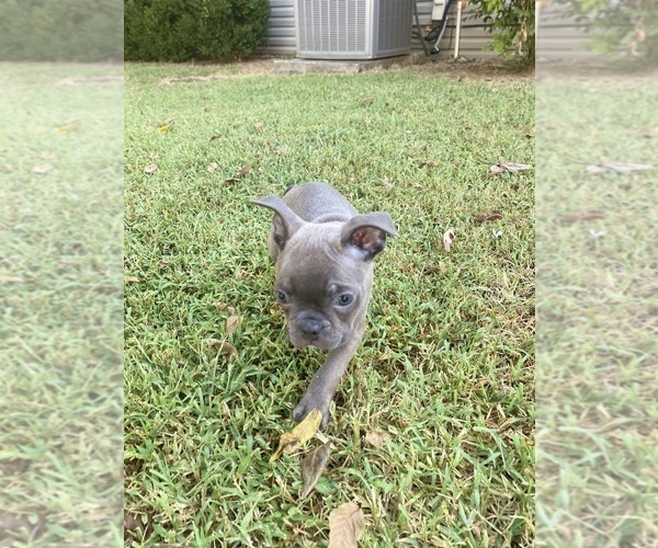 Medium Photo #5 Faux Frenchbo Bulldog Puppy For Sale in FREDONIA, KS, USA