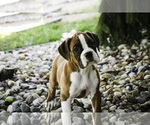 Small #3 Boxer