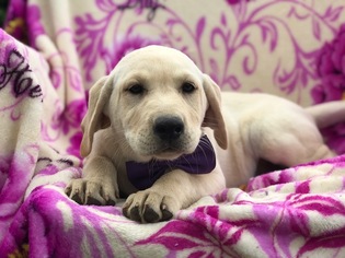 Labrador Retriever Puppy for sale in QUARRYVILLE, PA, USA