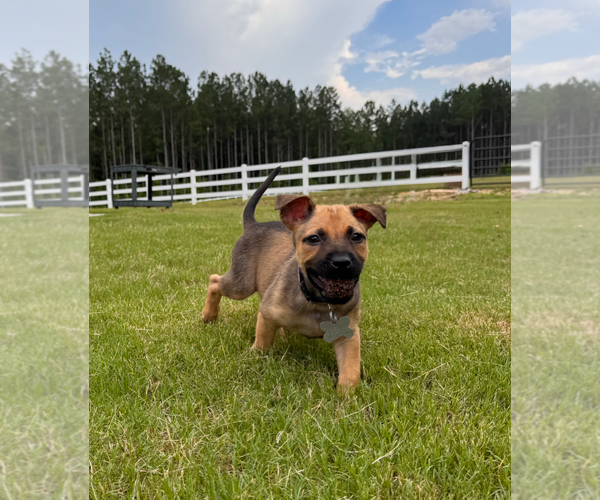 Medium Photo #2 Labrador Retriever-Unknown Mix Puppy For Sale in Holly Springs, NC, USA