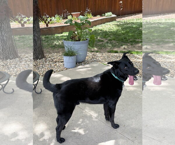 Medium Photo #4 Labrador Retriever-Unknown Mix Puppy For Sale in Aurora, CO, USA