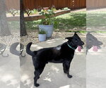 Small #3 Labrador Retriever Mix