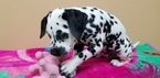 Small Photo #1 Dalmatian Puppy For Sale in TURKEY CREEK, LA, USA
