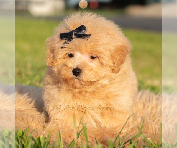 Medium Photo #43 Maltipoo (Toy) Puppy For Sale in WARSAW, IN, USA