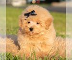 Small Photo #43 Maltipoo (Toy) Puppy For Sale in WARSAW, IN, USA
