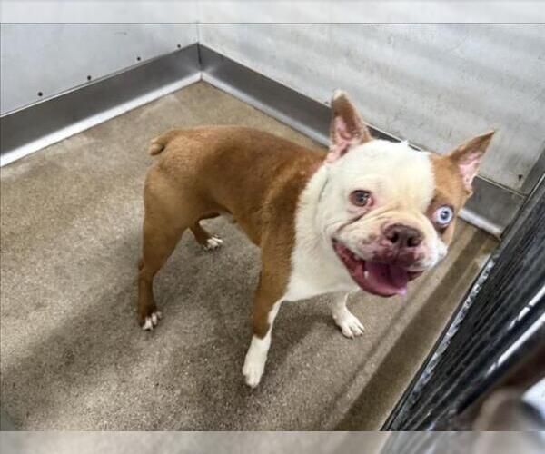 Medium Photo #3 Boston Terrier-Unknown Mix Puppy For Sale in Huntington Beach, CA, USA