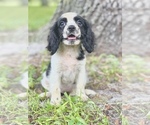 Small Photo #2 Cavalier King Charles Spaniel Puppy For Sale in SAINT CLOUD, FL, USA