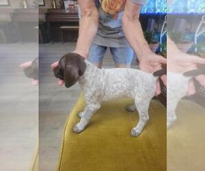 German Shorthaired Pointer Puppy for sale in WICHITA FALLS, TX, USA