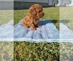 Small Photo #3 Poodle (Toy) Puppy For Sale in HAVEN, KS, USA