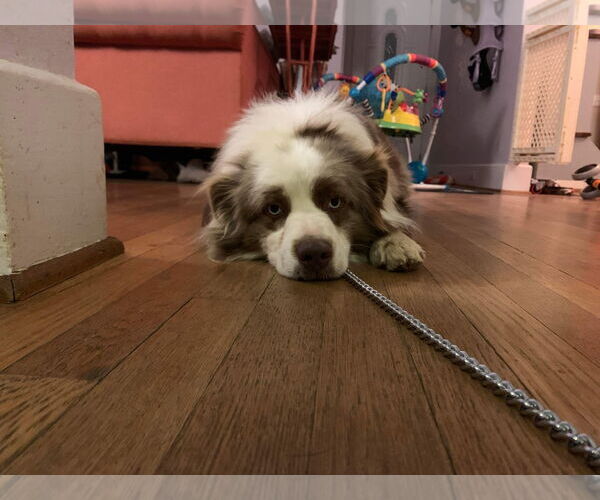 Medium Photo #3 Australian Shepherd Puppy For Sale in Rustburg, VA, USA