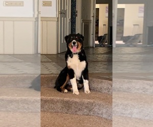 Father of the Australian Shepherd puppies born on 01/16/2023