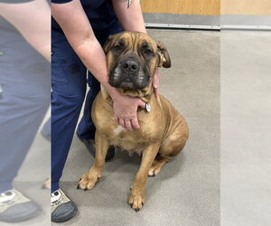 Mastiff Dogs for adoption in Forestville, MD, USA