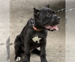 Small Photo #3 Cane Corso Puppy For Sale in ANDERSON, IN, USA