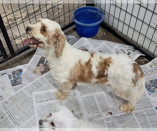 Medium Photo #1 Cavapoo (Miniature) Puppy For Sale in Mukwonago, WI, USA